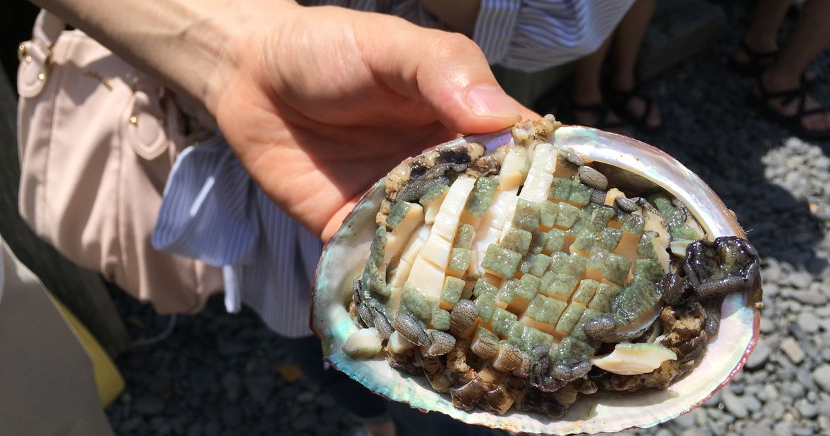 The season of Abalone Eat freshly caught abalone in Toba city, Mie